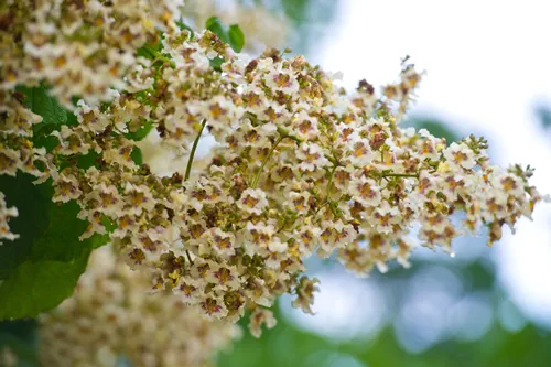 Flowers of a Cigar tree in summer, Catalpa speciosa. Bignoniaceae